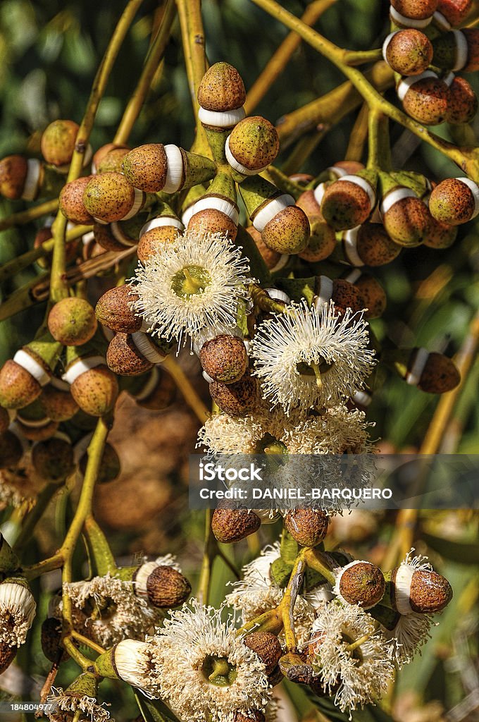 Eucaliptus boccioli e fiori - Foto stock royalty-free di Koala