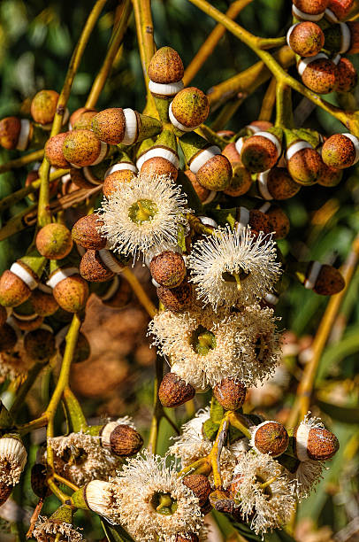 Eucaliptus flowers and buds stock photo