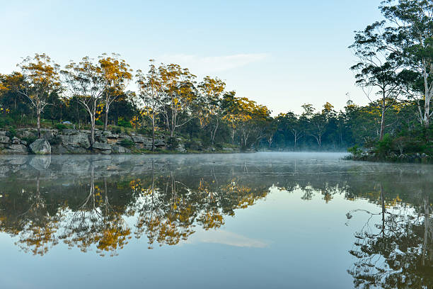 istock Forest with fog in Morning. 184805136