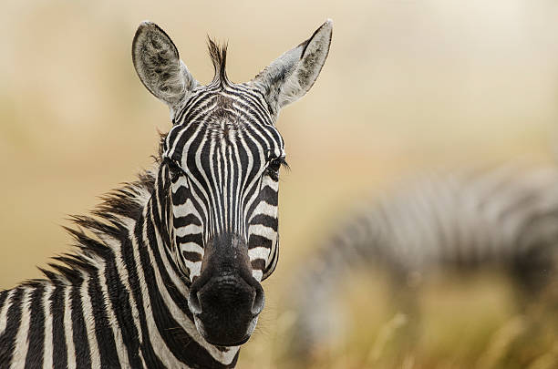 Zebras stock photo