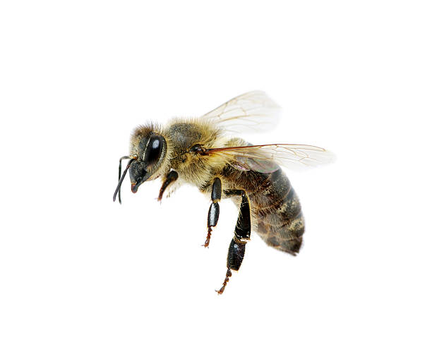 Cтоковое фото Пчела