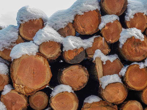 istock pile of cut logs covered with snow 1848055803