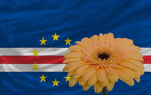 gerbera daisy flower and national flag of  cape verde as concept and symbol of love, beauty, innocence, and positive emotions