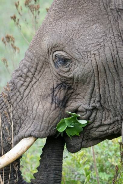 istock Close up shot of elephant eating grass 1848057903