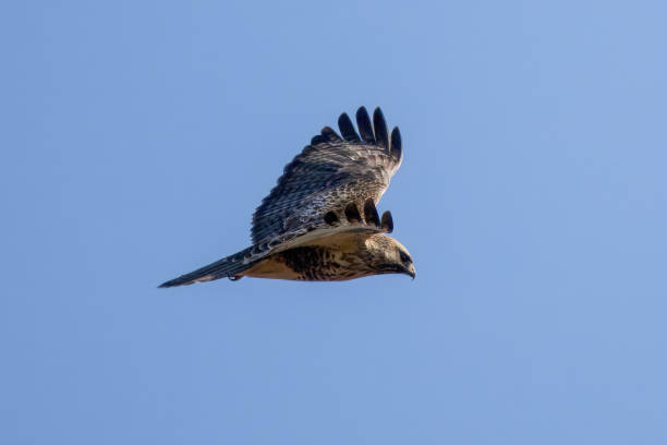 istock Eastern buzzard flying in a blue sky background. 1848060618