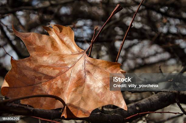 The Last Autumn Leaf Before The Beginning Of Winter Stock Photo - Download Image Now