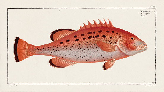 Vintage fish illustration created during the 18th century. This exquisite and colorful zoological plate is extracted from an old German ichthyology book.