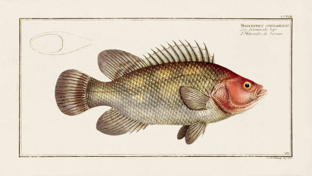 istock Vintage Fish Illustration. 18th Century German Fish Art 1848066438