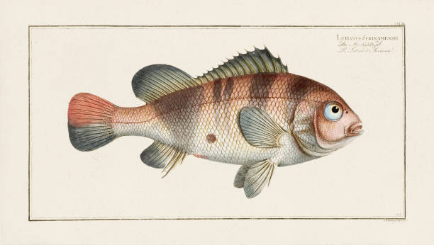 istock Vintage Fish Illustration. 18th Century German Fish Art 1848066532