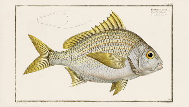 istock Vintage Fish Illustration. 18th Century German Fish Art 1848066543
