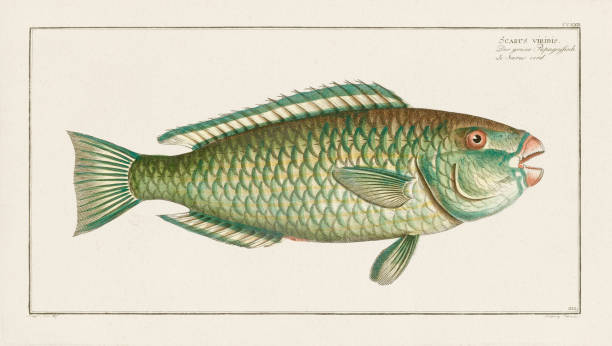 istock Vintage Fish Illustration. 18th Century German Fish Art 1848066954