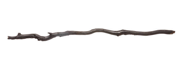 istock One old wooden stick isolated on white 1848075846