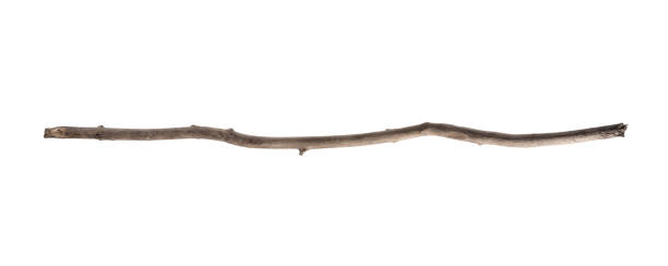 istock One old wooden stick isolated on white 1848075857