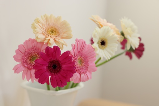 Vase with beautiful gerbera flowers on blurred background, closeup