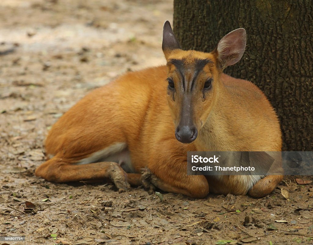 Barking deer - Foto de stock de Aire libre libre de derechos