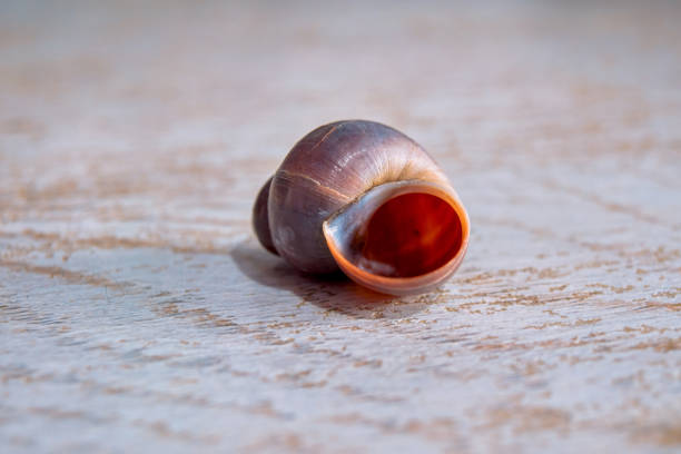 A detailed macro photograph of a snail shell exhibiting intricate spiraled patterns, positioned against an earthy orange textured background, merging organic design and natural simplicity in a harmonious composition.