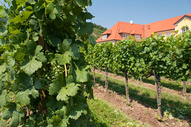 istock Vineyards of Wachau area, Austria 184807861