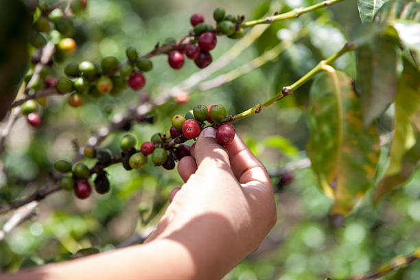 istock Ripe coffee in a coffee tree with other plants in the back 184808080