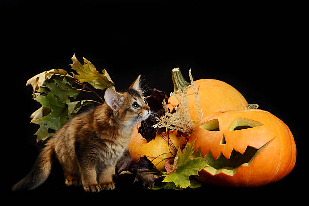 istock Scary halloween pumpkin and somali kitten 184808289