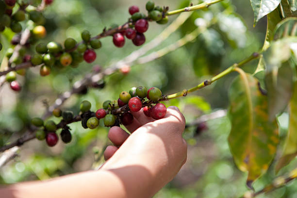 istock Coffee tree ripe berries on farm. Food and drink background. 184808358