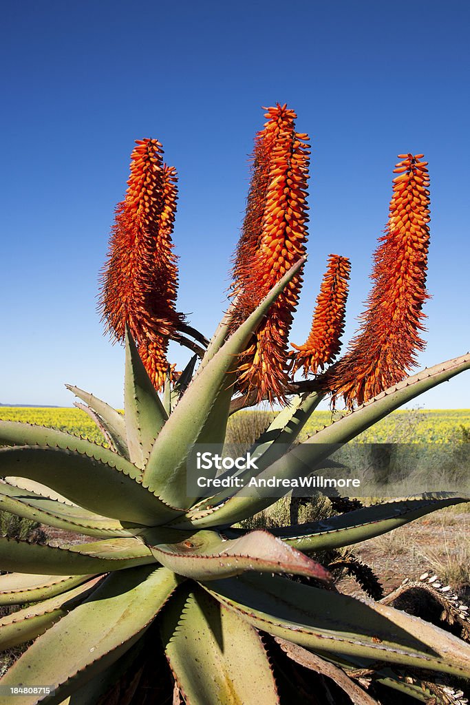 Aloe Ferox Plant, South Africa Close-up of Aloe Ferox plant with background of rapeseed, Garden Route, South Africa. Aloe Ferox is used in many medicines and skin care products. Flower Stock Photo