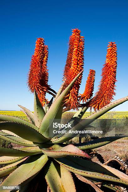 Aloe Ferox Plant South Africa Stock Photo - Download Image Now - Flower, Klein Karoo, Agriculture