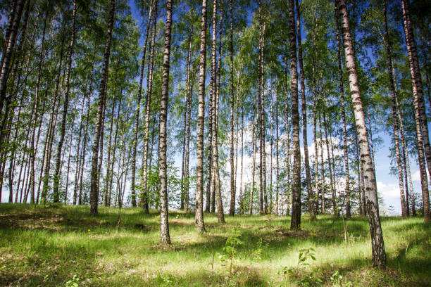 birch forest