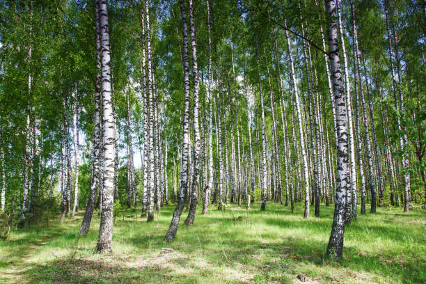 istock Birch forest landscape. Natural enviroment park background. White bark texture. Green grass meadow. 1848093641