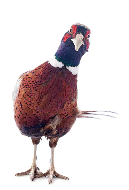 male european pheasant in front of white background