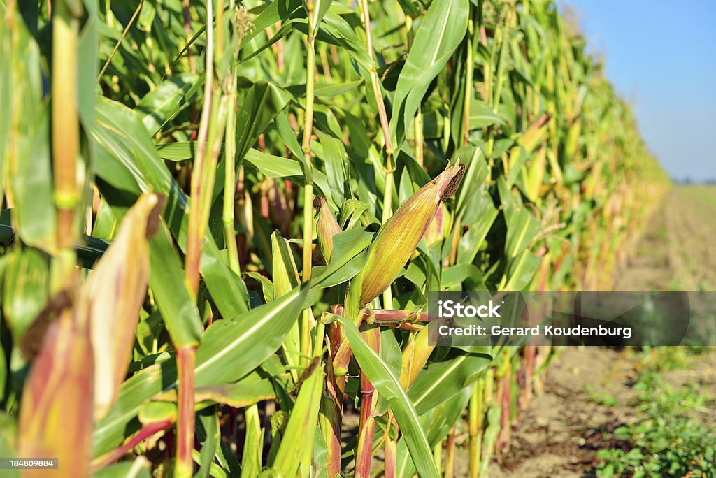 corn field en un día soleado - Foto de stock de Agricultura libre de derechos