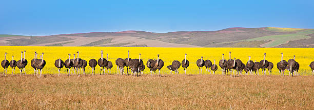 autruche vue panoramique - panoramic landscape south africa cape town photos et images de collection