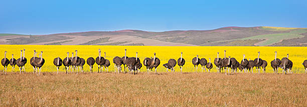 avestruz panorâmica - panoramic landscape south africa cape town - fotografias e filmes do acervo