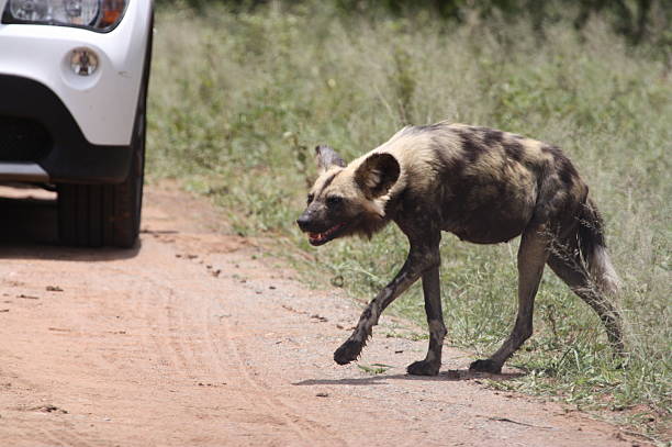 CÃO SELVAGEM AFRICANO CAMINHANDO PELA ESTRADA - foto de acervo