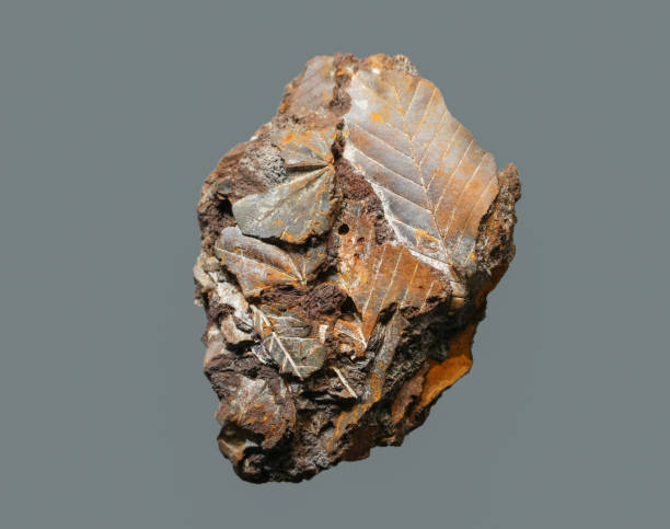istock Plant Leaf fossil embedded in stone 1848127063