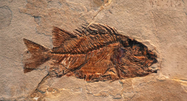 istock close up on fish fossil 1848127064