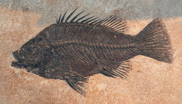 istock close up on fish fossil 1848128087