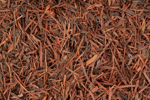 istock Lapacho herbal tea as background, top view. Natural Taheebo dry tea. Tabebuia heptaphylla. 1848129109