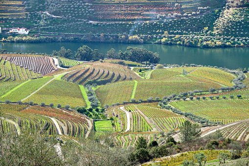 A variety of colourful vineyards along the hills of the Douro River near Pinhao Portugal