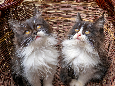 Two cute kittens inside a basket