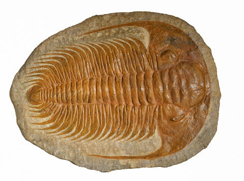 Double elrathia Kingi trilobite fossils superimposed.