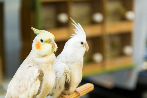 Two young cockatiels waiting outdoors to be sold on a market. Deliberate focus on first bird.