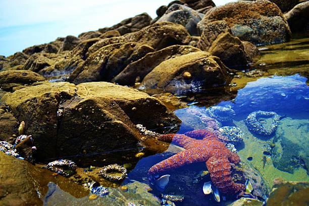 Starfish in Tide Pool red starfish in a tide pool tidal pool stock pictures, royalty-free photos & images