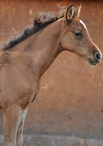 istock Adorable Baby Horse 184815427