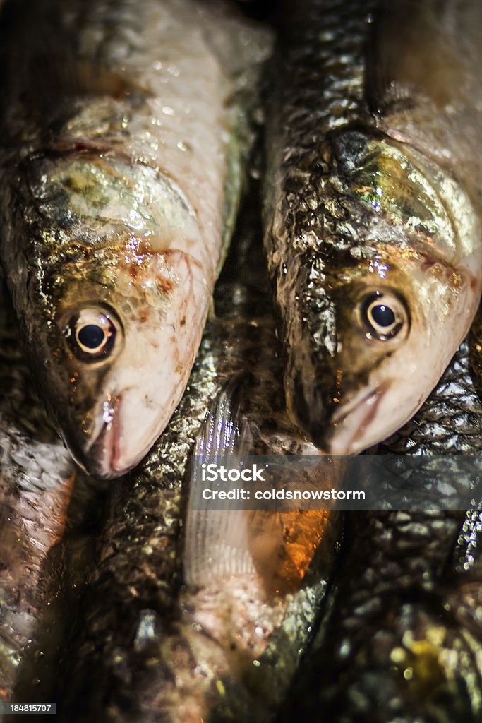 Pesce fresco - Foto stock royalty-free di Animale morto