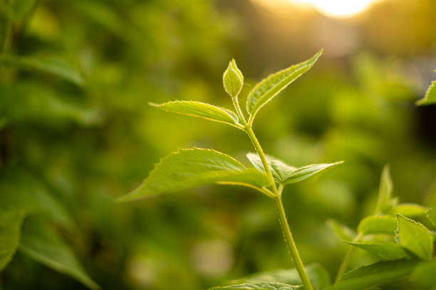 istock Hello spring. Fresh green branch with new leaves on blurred greenery spring summer background in garden park. New fresh foliage of green tree. Inspirational soft eco view. 1848161344
