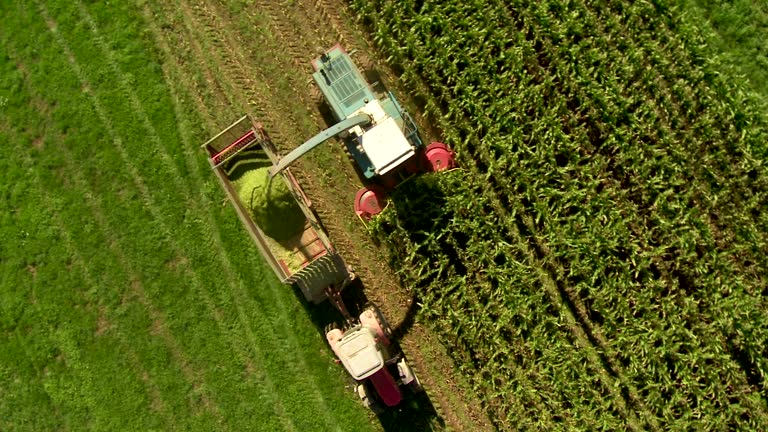 HD: Combine Harvesting Corn For Silage