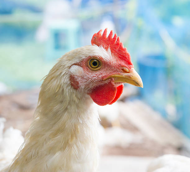 istock Closeup of white chicken 184820697