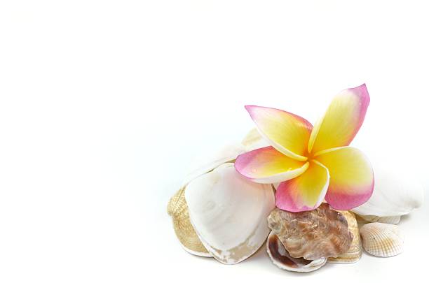 Shell series: sea shells in various colors