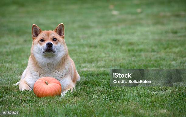 Red Dog With Pumpkin Stock Photo - Download Image Now - Animal, Animal Themes, Autumn