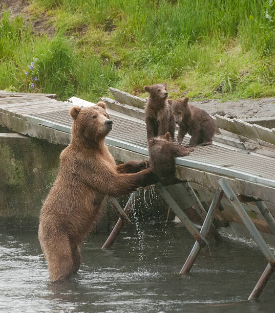 Help Me Ma! Grizzly Bear sow with cubs in Kodiak, Alaska kodiak island photos stock pictures, royalty-free photos & images
